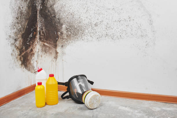 Best Mold Remediation  in Binghamton University, NY