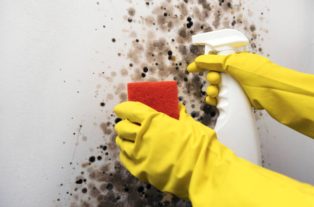 Best Mold Removal Specialists  in Binghamton University, NY