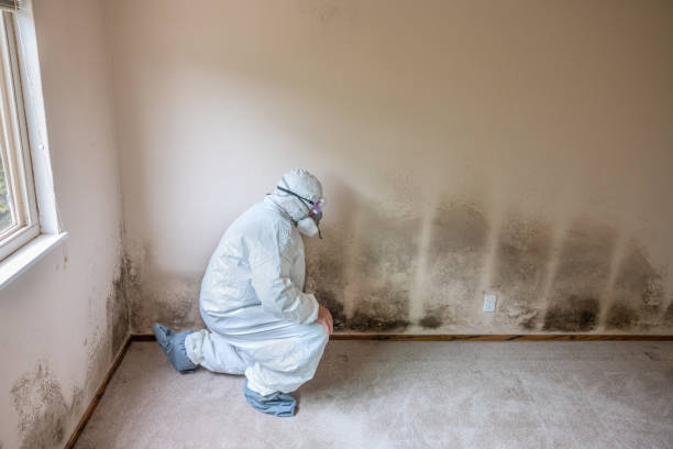 Best Best Mold Removal Companies  in Binghamton University, NY