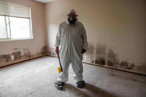 Best Certified Mold Removal  in Binghamton University, NY