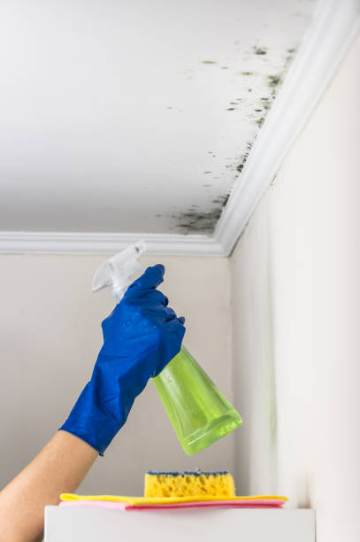 Best Mold Removal Near Me  in Binghamton University, NY